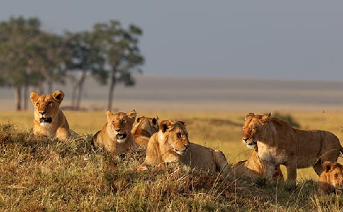 serengeti-big-five-1